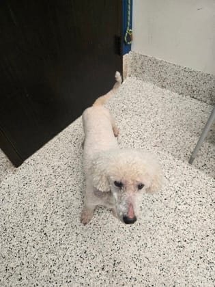 Photo of Bentley, adoptable senior dog in Atlanta, Georgia