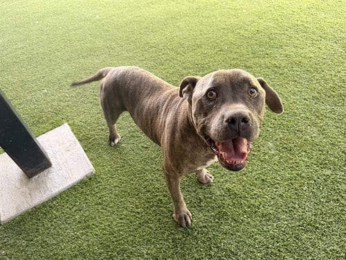 Photo of El Simpatico, adoptable senior Pit Bull Terrier in Garland, Texas