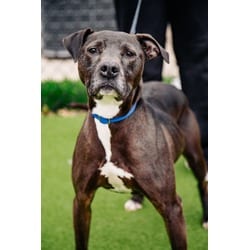 Photo of Bill Henley, adoptable senior Mixed Breed (Medium) in New Castle, Delaware