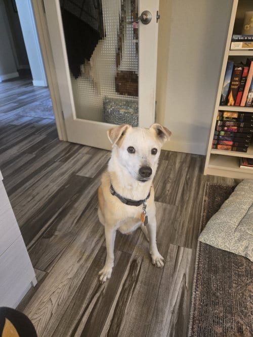 Photo of Henry #6, adoptable senior Labrador Retriever in Chandler, Arizona