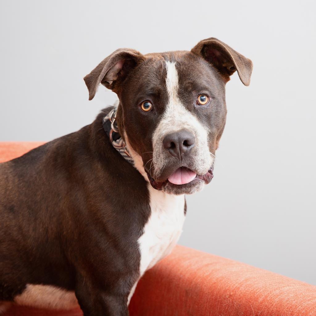 Photo of Chavez, adoptable senior Terrier, American Staffordshire / Boxer in Kanab, Utah