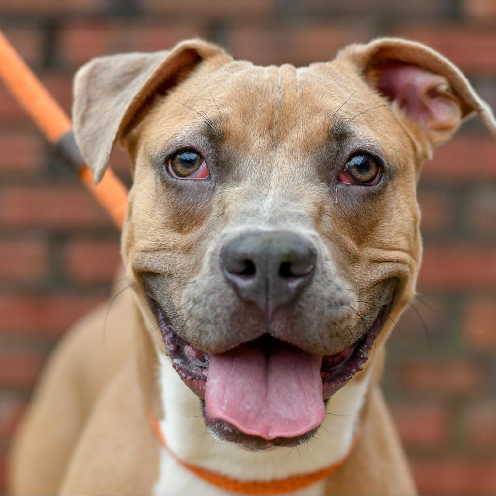 Photo of Broccoli, adoptable senior Terrier, American Pit Bull / Mix in Kanab, Utah