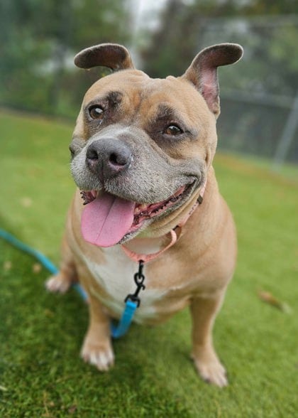 Photo of Zoey, adoptable senior dog in Baltimore, Maryland