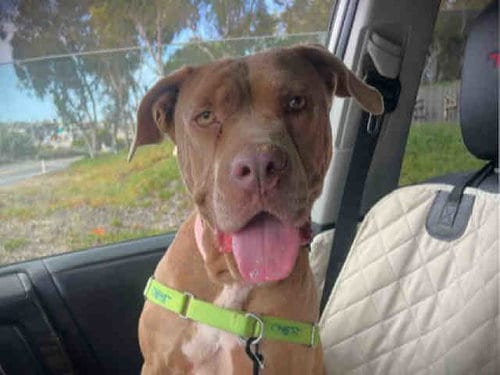 Photo of Macy, adoptable senior Pit Bull Terrier in Carlsbad, California