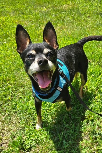 Photo of Zero (with Rooney), adoptable senior Chihuahua, Short Coat/Mix in Annapolis, Maryland