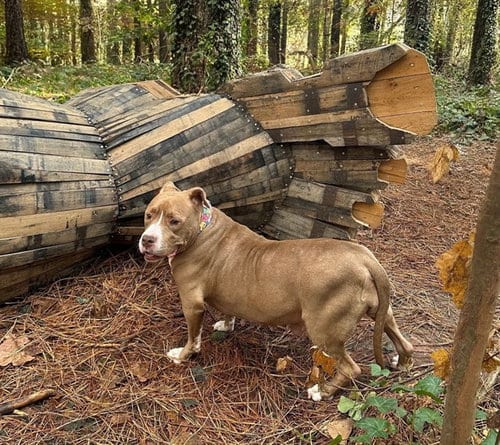 Photo of Vida, adoptable senior American Staffordshire Terrier in Raleigh, North Carolina