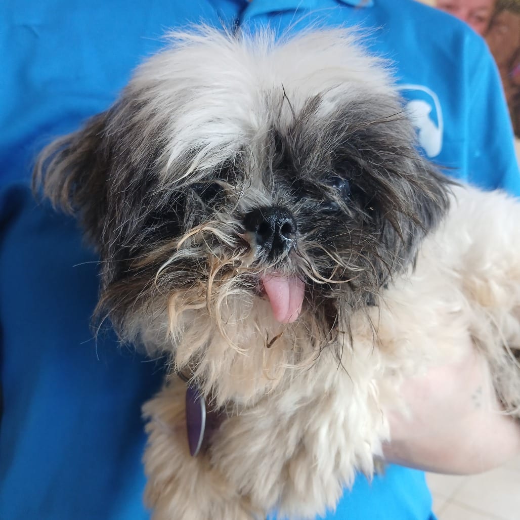 Photo of Wonder, adoptable senior Mixed Breed (Small) in St. Louis, Missouri