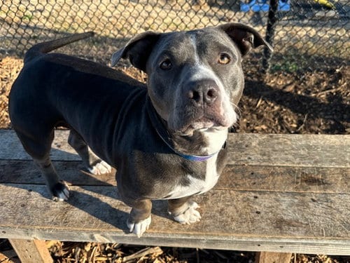 Photo of Betty, adoptable senior Staffordshire Bull Terrier in Santa Cruz, California