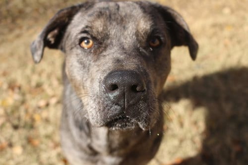 Butterbean, adoptable senior Catahoula Leopard Dog in Jackson, MS