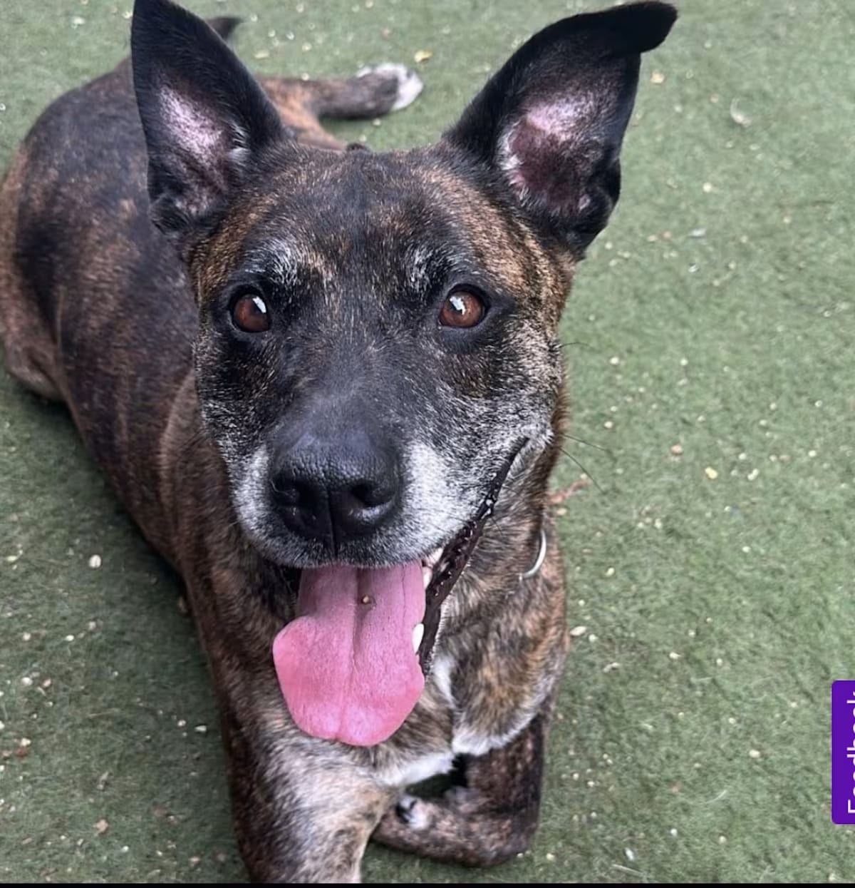 Photo of Summer, adoptable senior Dutch Shepherd in Staten Island, New York