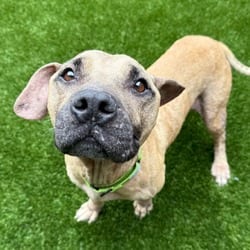 Photo of Zekey 5720, adoptable senior Mixed Breed (Medium) in Loxahatchee, Florida