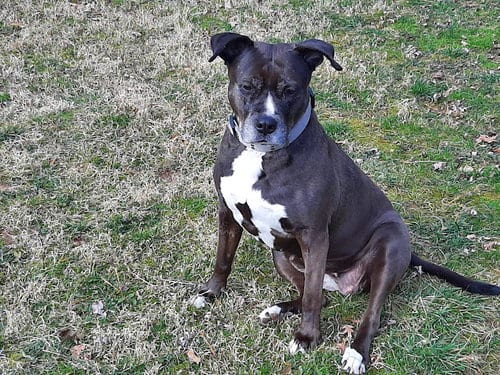 Photo of Lexi, adoptable senior Labrador Retriever in Westminster, Maryland