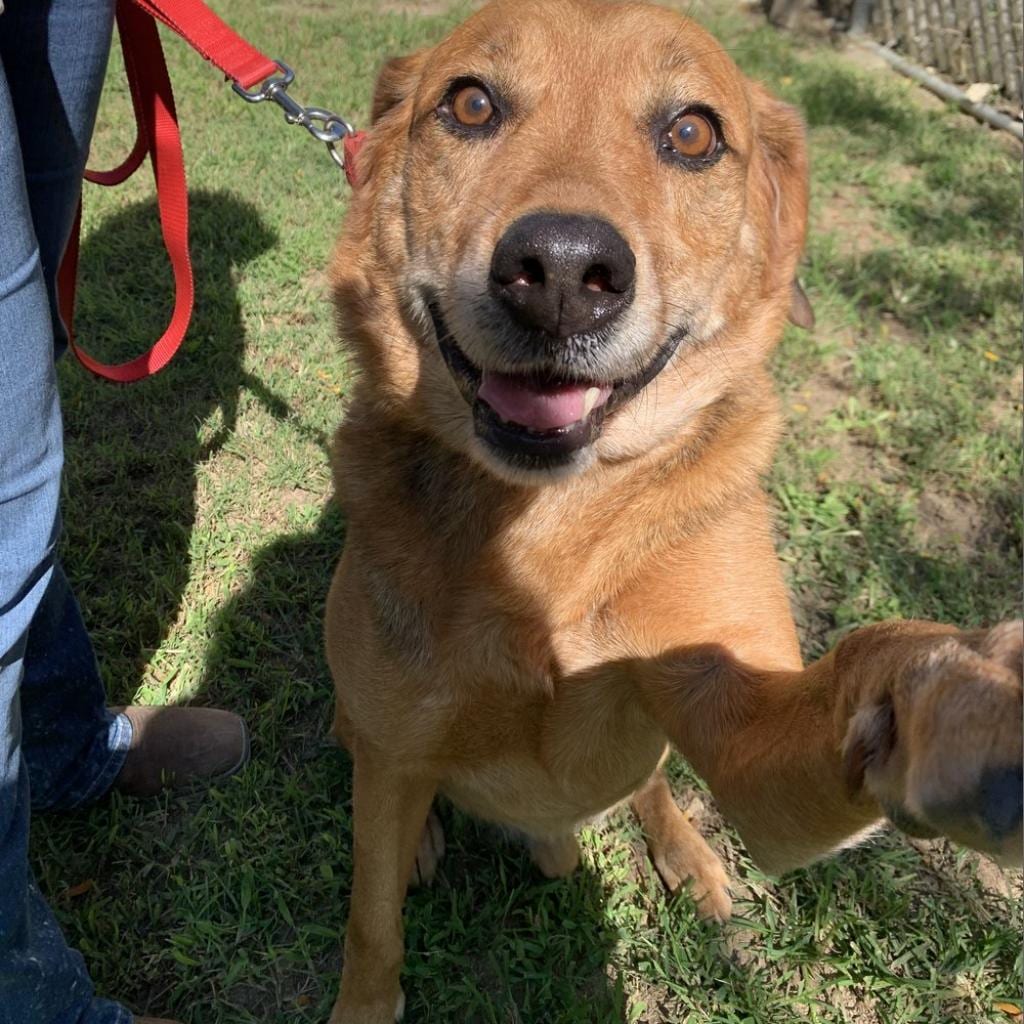Photo of Bud, adoptable senior Mixed Breed (Large)