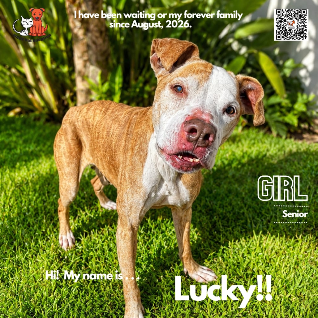 Photo of Lucky, adoptable senior Terrier, Pit Bull in Westminster, California
