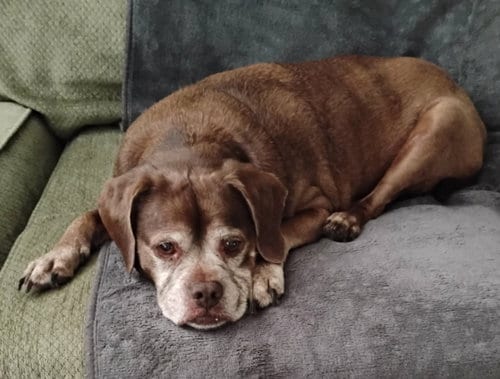 Photo of Lady aka Ladybug - BONDED WITH LEO, adoptable senior Boxer in Burnsville, Minnesota