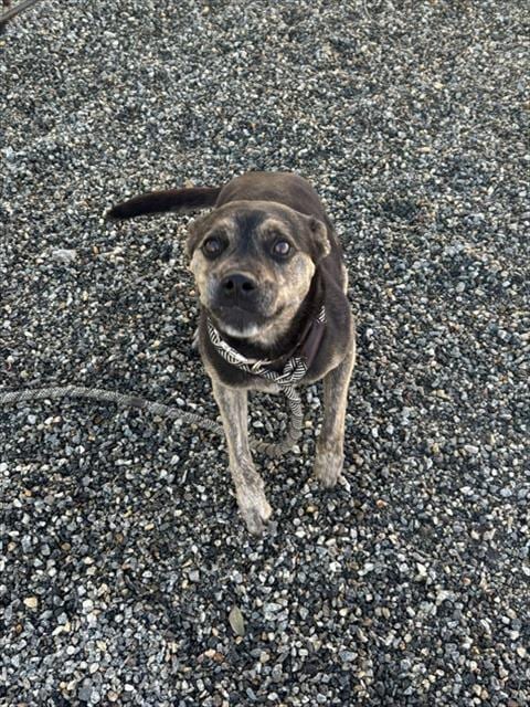 Photo of Angie, adoptable senior Bull Terrier in Palmetto, Florida