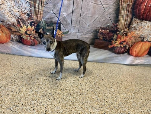 Photo of Thea, adoptable senior Miniature Pinscher in Miami, Florida