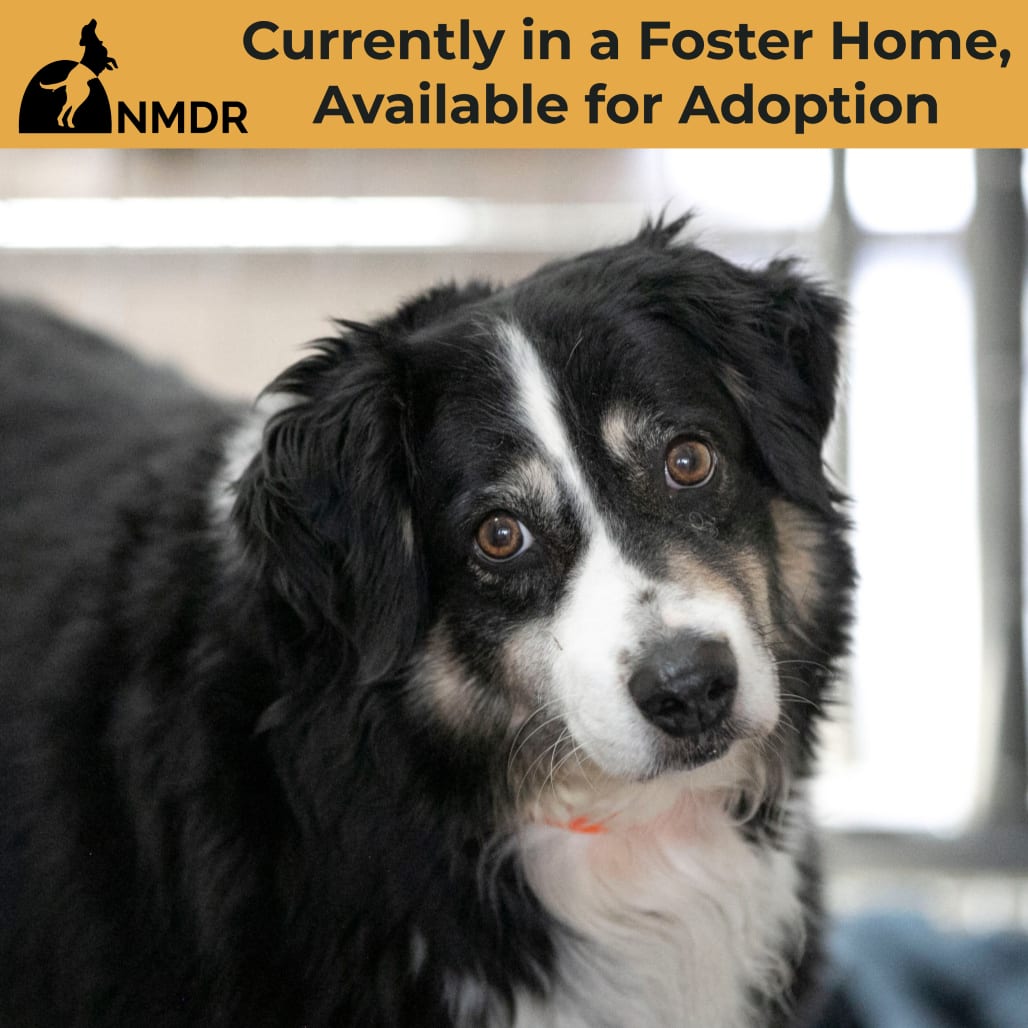 Photo of Zoey (MR26-337), adoptable senior Shepherd, Australian in Colorado Springs, Colorado