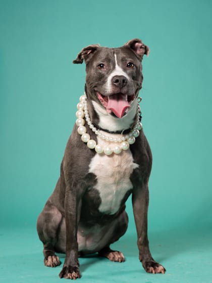 Photo of Cambria, adoptable senior dog in Atlanta, Georgia