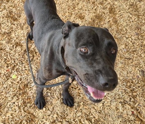 Photo of Spike, adoptable senior American Pit Bull Terrier in Albuquerque, New Mexico