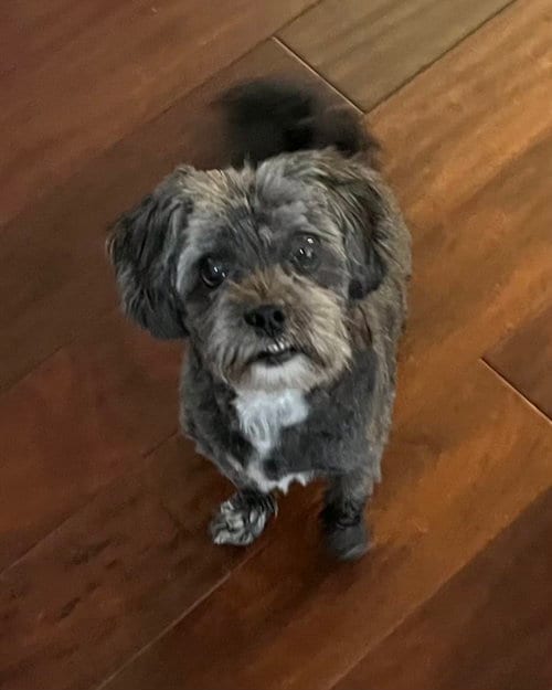 Photo of Walter, adoptable senior Shih Tzu in San Diego, California