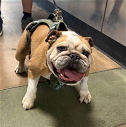 Photo of Alabama, adoptable senior Bulldog in Van Nuys, California