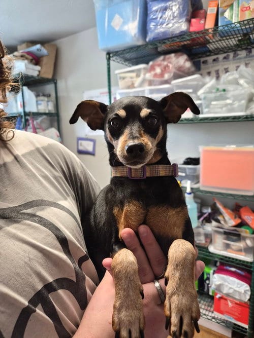 Photo of Minnie, adoptable senior Miniature Pinscher in Bolivar, Missouri