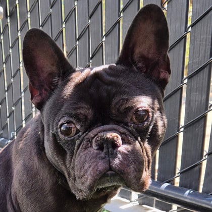 Photo of Scott Budman, adoptable senior Unknown breed (short coat) in Pleasanton, California