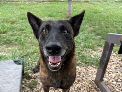 Photo of Helen, adoptable senior dog in Georgetown, Texas
