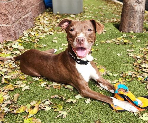 Photo of Foxy, adoptable senior Labrador Retriever in Minneapolis, Minnesota