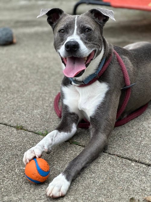 Blue Steele, adoptable senior Terrier in Rockaway, NJ