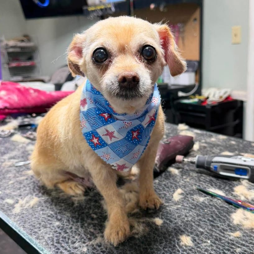 Photo of Dolores, adoptable senior Mixed Breed (Small) in Maryland, Maryland
