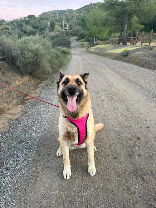 Photo of Indy, adoptable senior German Shepherd Dog in San Diego, California