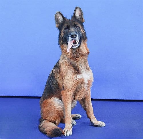 Photo of Strawberry, adoptable senior German Shepherd Dog in Baldwin Park, California