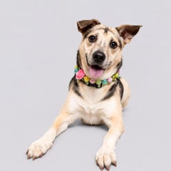Photo of Kima, adoptable senior Mixed Breed (Medium) in New York, New York