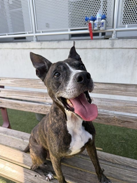Photo of Sunset, adoptable senior Terrier in Miami, Florida