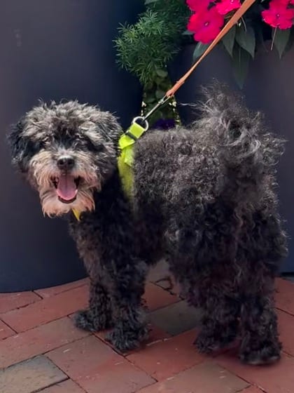 Photo of Chase, adoptable senior Poodle, Miniature/Mix in Annapolis, Maryland