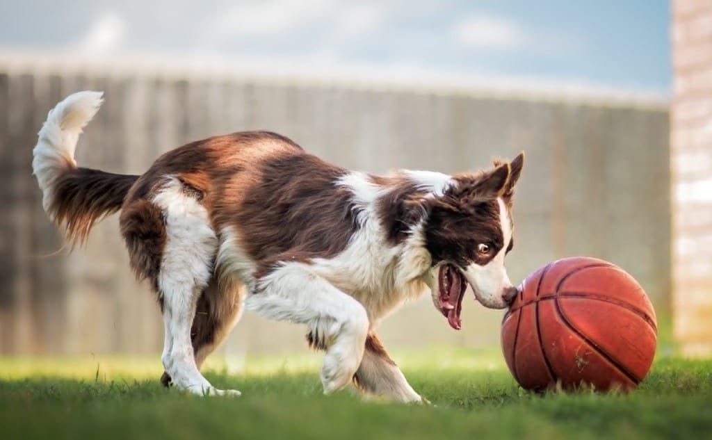 Photo of Reese, adoptable senior Border Collie in Texas