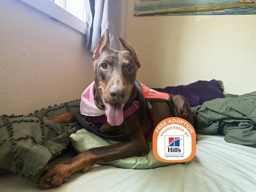 Photo of Nyx, adoptable senior Doberman Pinscher in Phoenix, Arizona