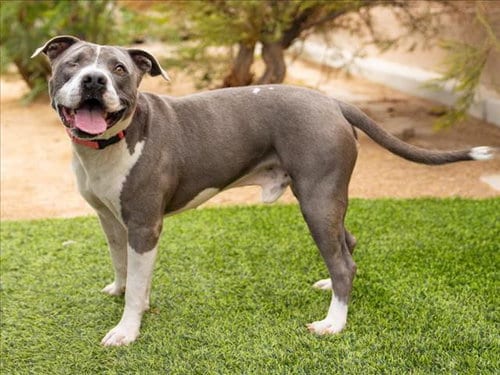Photo of Moon, adoptable senior Pit Bull Terrier in Las Vegas, Nevada