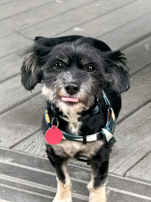 Photo of Hanny, adoptable senior Shih Tzu in Bellevue, Washington