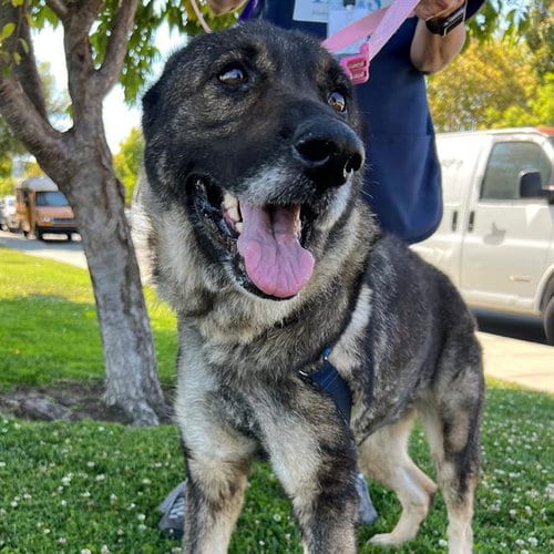 Photo of Dusty Lucille, adoptable senior German Shepherd Dog in Alameda, California