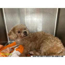 Photo of Mr Nibbles, adoptable senior Mixed Breed (Medium) in West Palm Beach, Florida