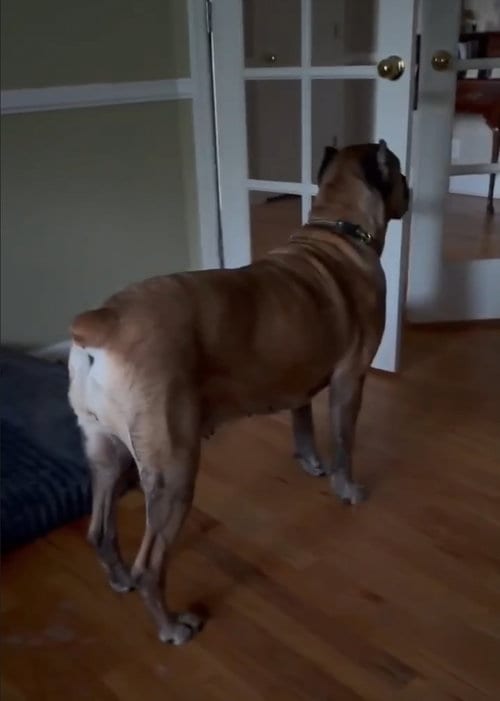 Photo of Sage, adoptable senior Mastiff in Locust Grove, Georgia