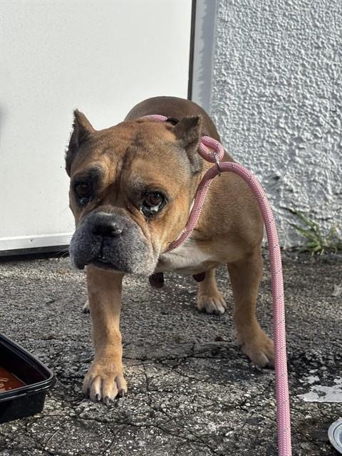 Photo of Chimi, adoptable senior American Bulldog in Miami, Florida