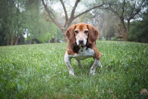 Stewart, adoptable senior Beagle in Boston, KY