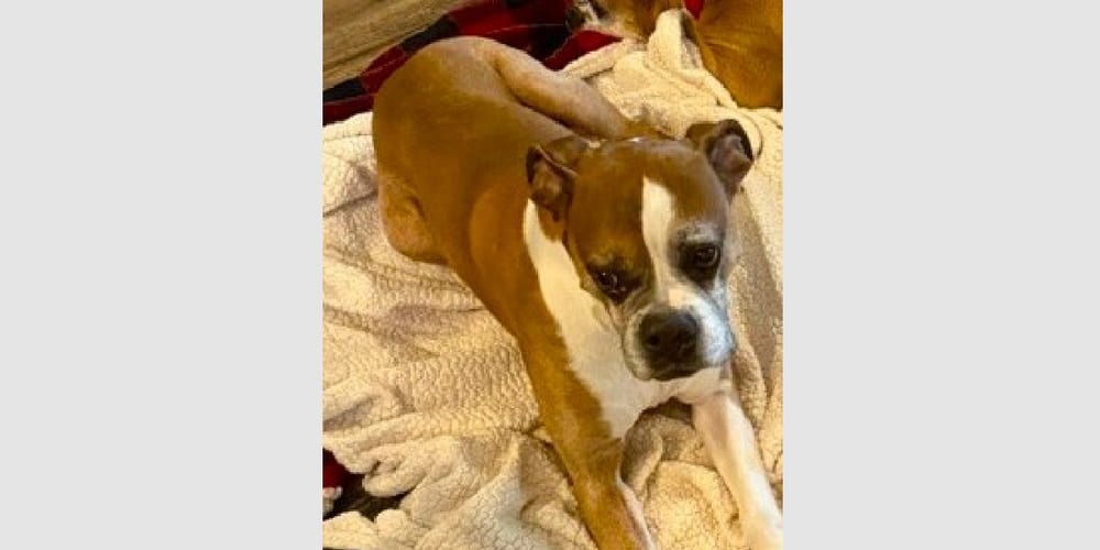 Photo of Moose V, adoptable senior Boxer in Austin, Texas