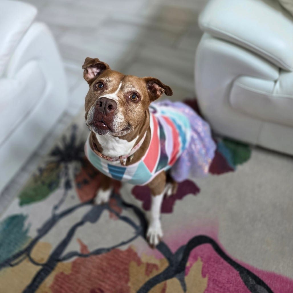 Photo of Xena, adoptable senior Terrier, American Staffordshire / Mix in San Antonio, Texas