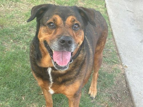 Photo of Mama Daisy, adoptable senior Bernese Mountain Dog in Waco, Texas