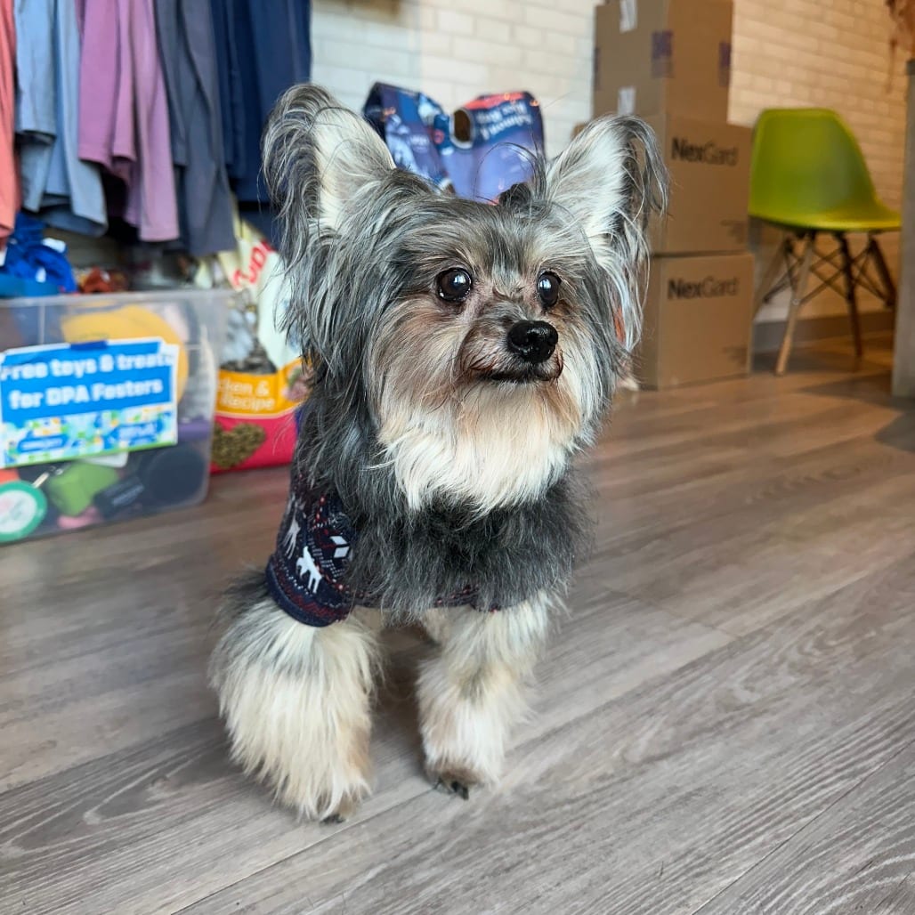 Photo of Walter, adoptable senior Terrier, Yorkshire, Yorkie / Mixed Breed (Small) in Dallas, Texas